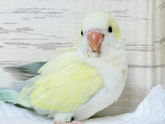 オキナインコ