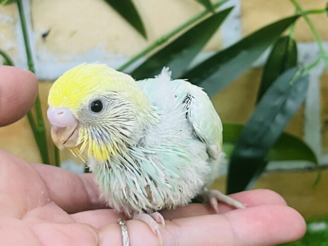 セキセイインコ