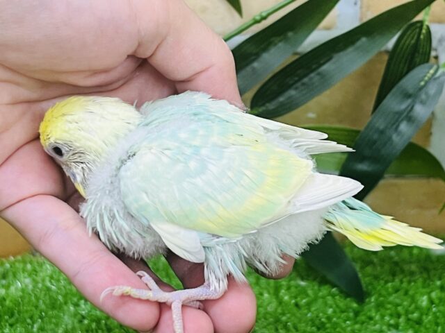 セキセイインコ