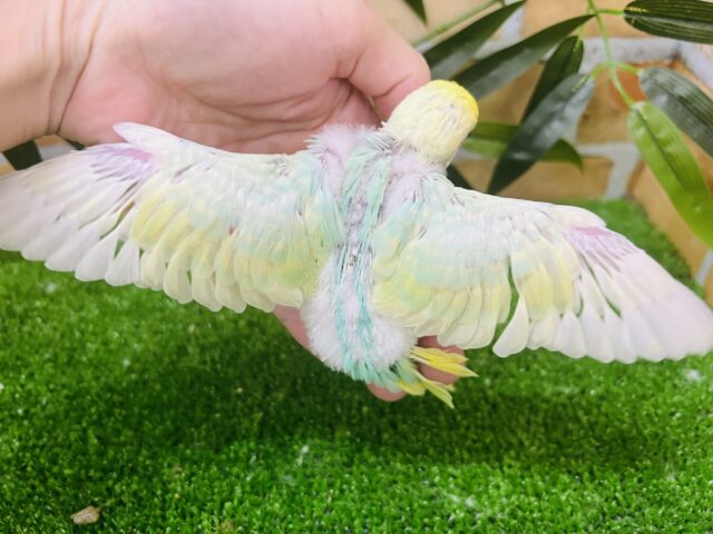セキセイインコ