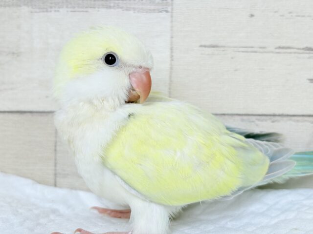 オキナインコ