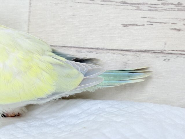 オキナインコ