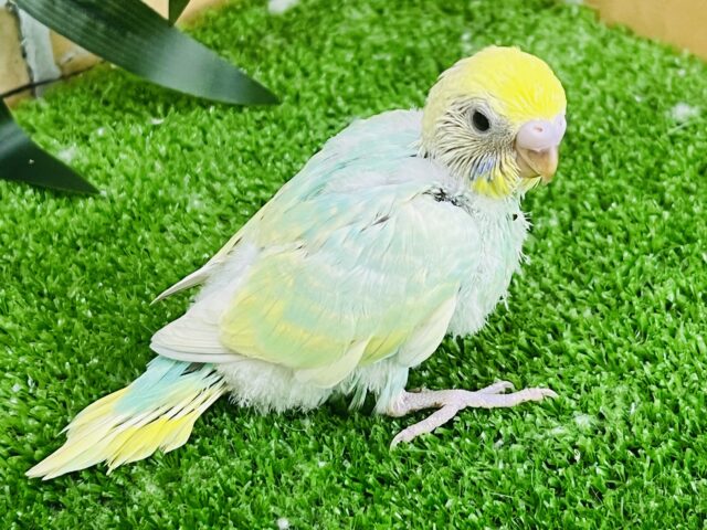 セキセイインコ
