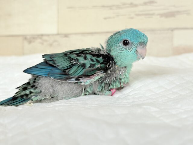 サザナミインコ