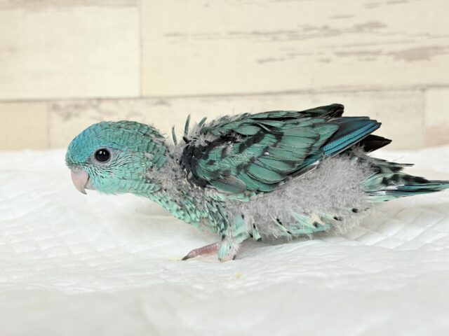 サザナミインコ