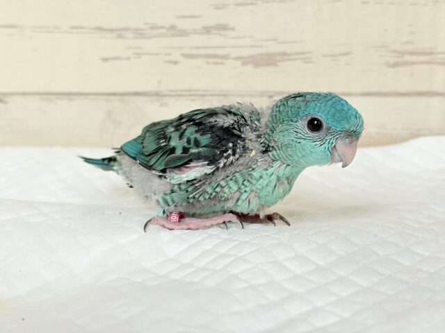 サザナミインコ