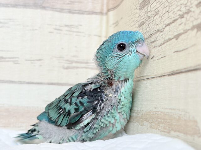 サザナミインコ