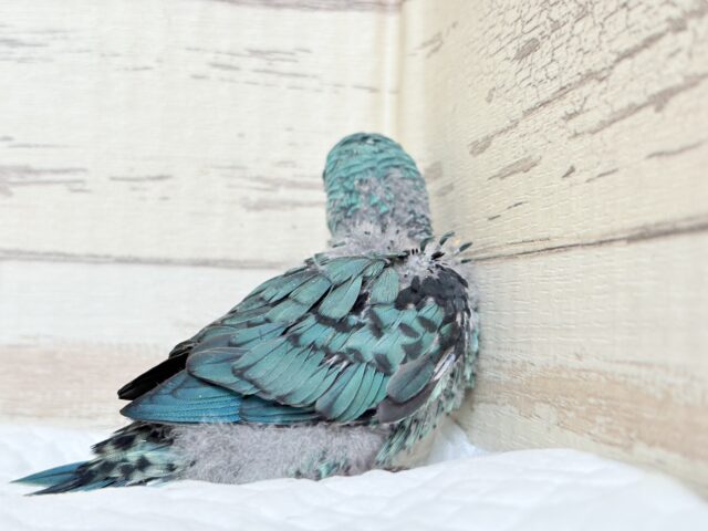 サザナミインコ