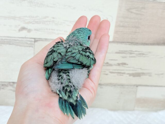 サザナミインコ