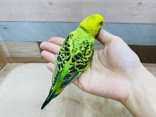 セキセイインコ