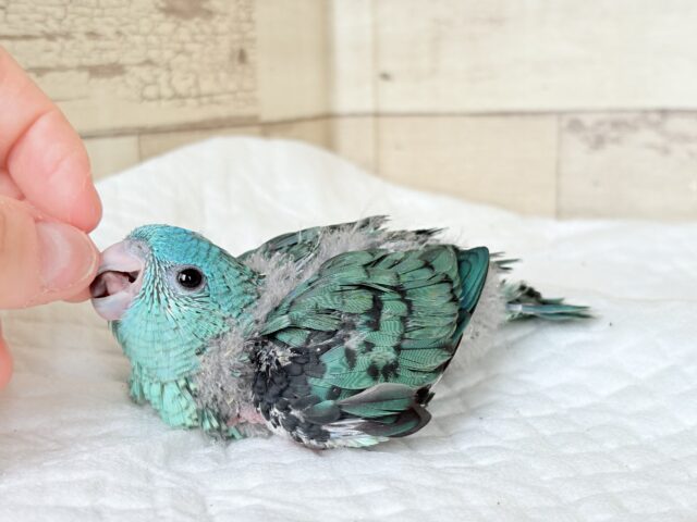 サザナミインコ