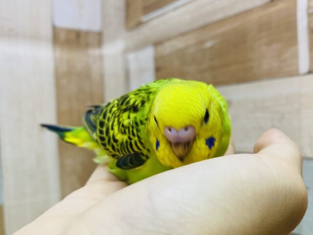 セキセイインコ