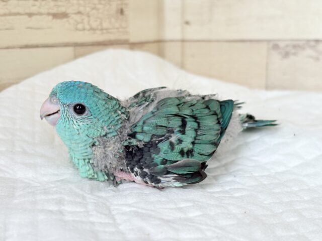 サザナミインコ