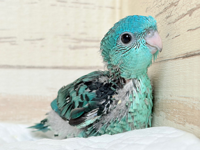 輝きレベル宝石級💎.*サザナミインコ(ターコイズ) ヒナ