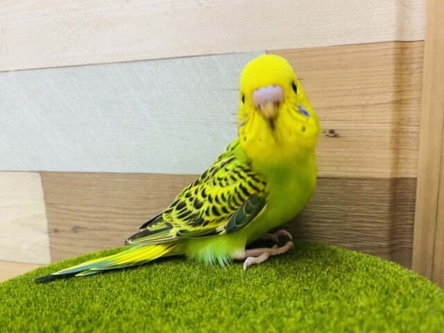 セキセイインコ