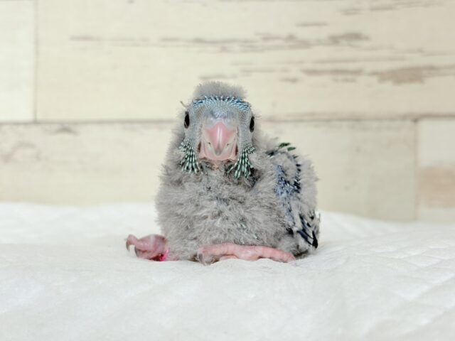 サザナミインコ