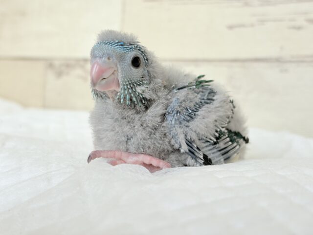 サザナミインコ