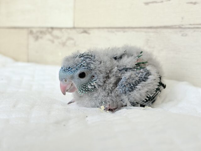 サザナミインコ