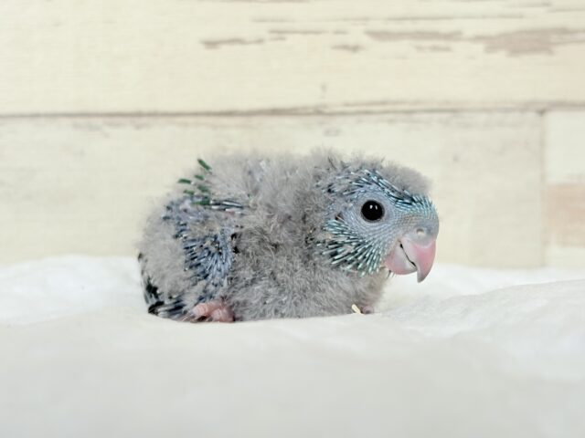 サザナミインコ