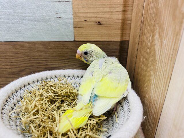 セキセイインコ