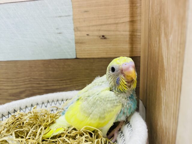 セキセイインコ