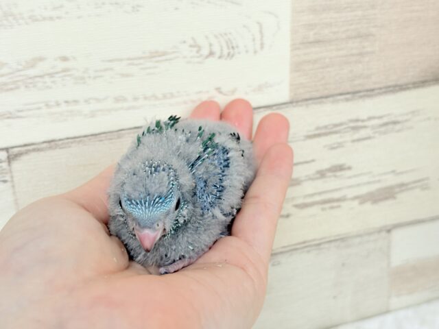 サザナミインコ