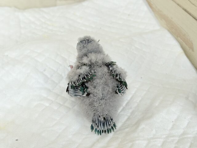 サザナミインコ