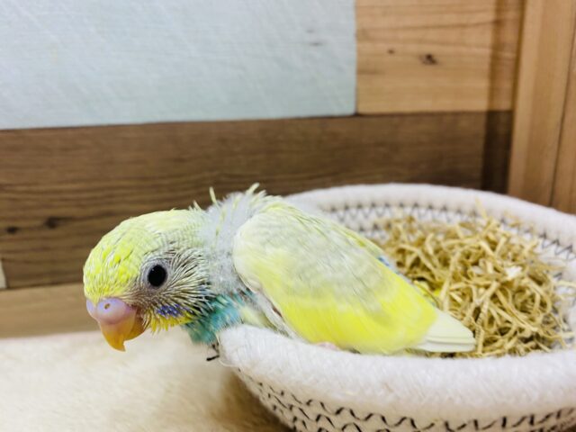 セキセイインコ