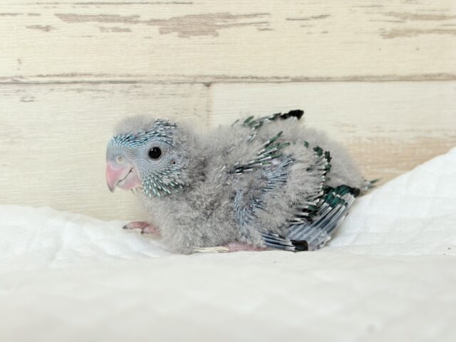 サザナミインコ