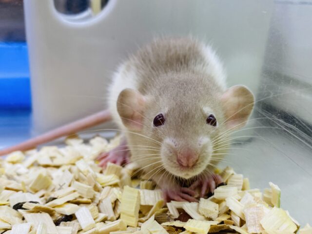 ファンシーラット