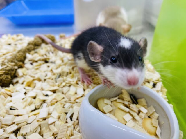 ファンシーラット