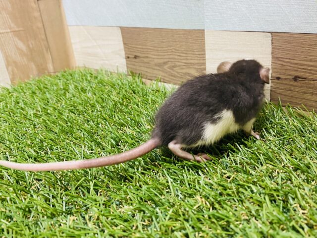 ファンシーラット