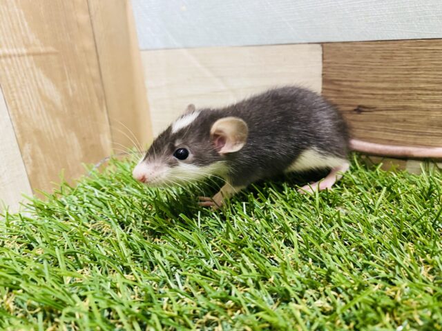 ファンシーラット