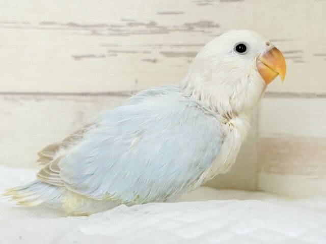 コザクラインコ（小桜インコ）