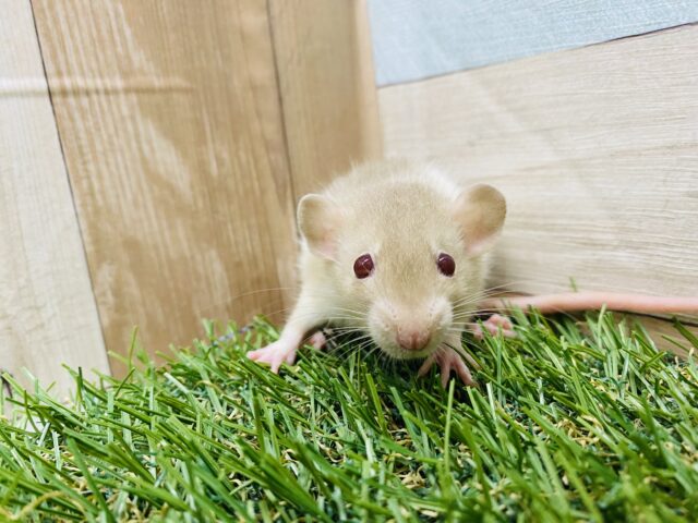 ファンシーラット