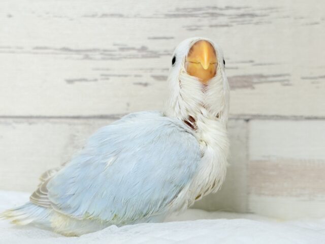 コザクラインコ（小桜インコ）