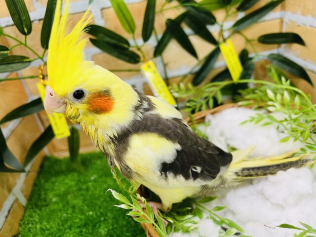 オカメインコ