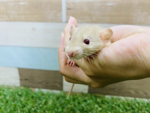 ファンシーラット