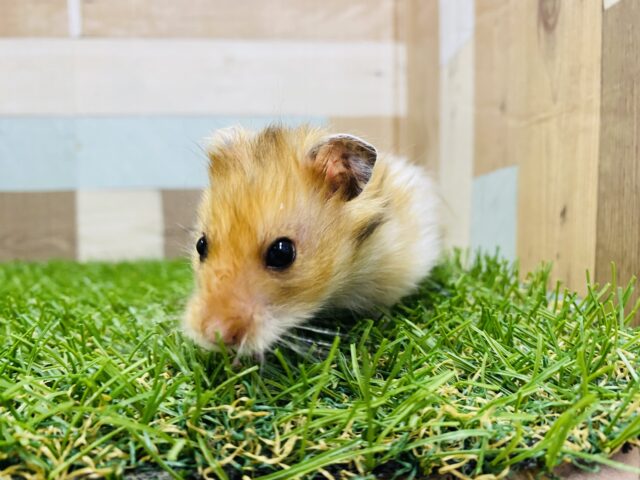 ゴールデンハムスター