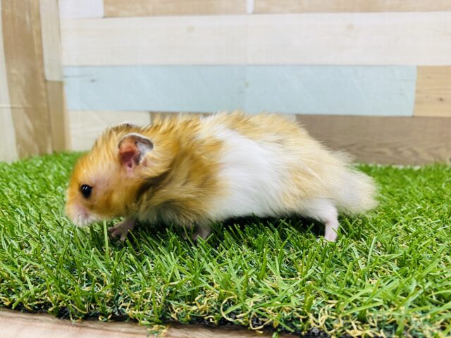ゴールデンハムスター