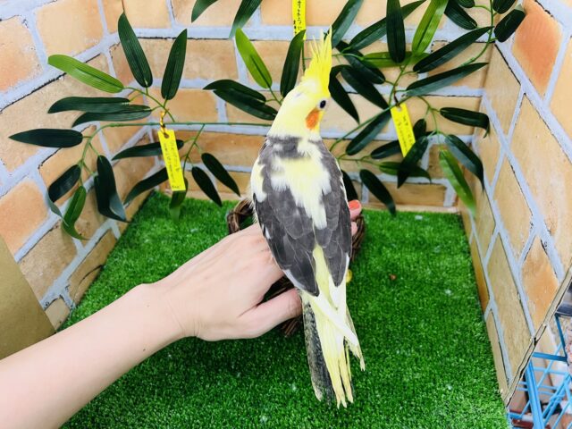 オカメインコ