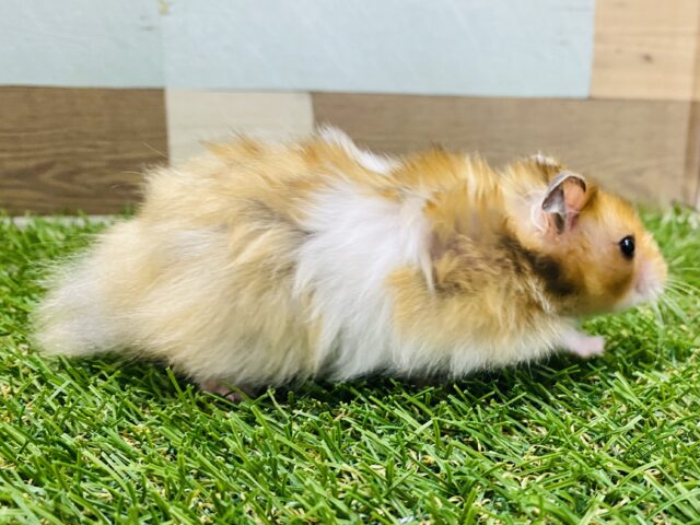 ゴールデンハムスター