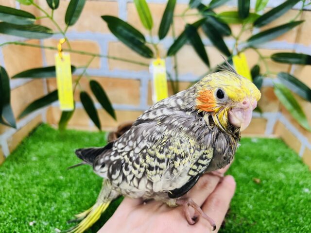 オカメインコ