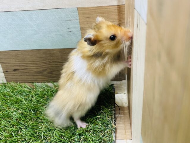 ふわふわな長毛さん- ̗̀ °ʚ🐹ɞ° ̖́-ゴールデンハムスター🧡