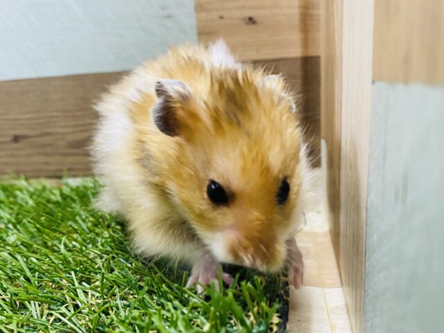 ゴールデンハムスター