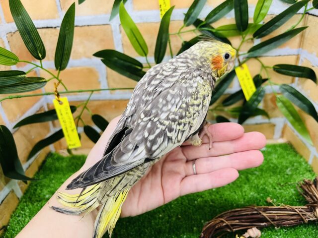 オカメインコ