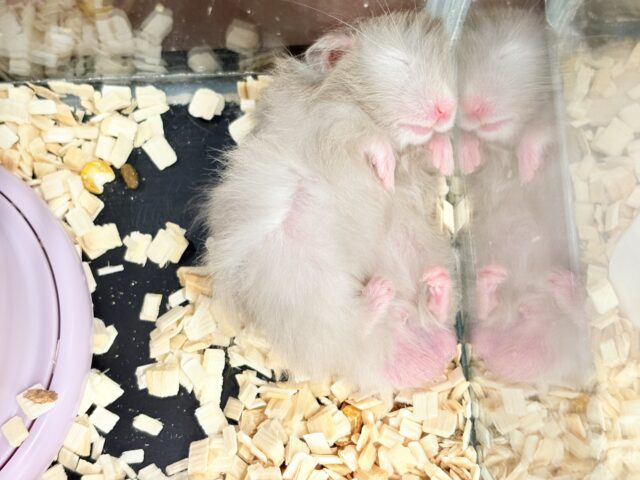 ゴールデンハムスター