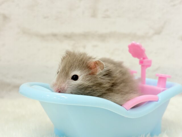 ゴールデンハムスター