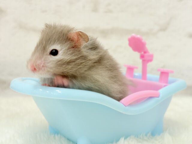 ゴールデンハムスター