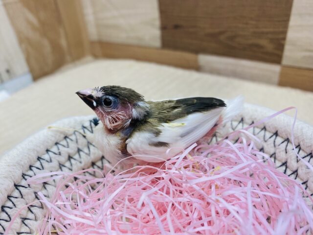 十姉妹（ジュウシマツ）